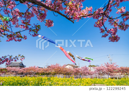 春の免々田川、満開の河津桜と菜の花とこいのぼり〈愛知県田原市〉 122299245