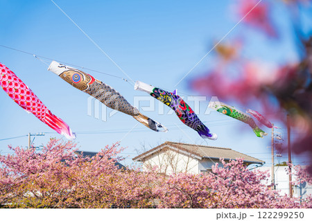 春の免々田川、満開の河津桜と菜の花とこいのぼり〈愛知県田原市〉 春の免々田川、満開の河津桜と菜の花とこいのぼり〈愛知県田原市〉 122299250