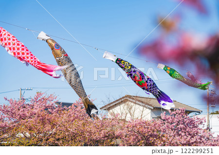 春の免々田川、満開の河津桜と菜の花とこいのぼり〈愛知県田原市〉 春の免々田川、満開の河津桜と菜の花とこいのぼり〈愛知県田原市〉 122299251