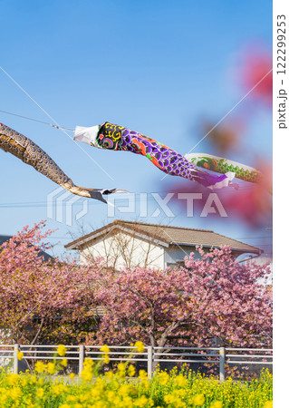 春の免々田川、満開の河津桜と菜の花とこいのぼり〈愛知県田原市〉 122299253