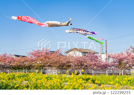 春の免々田川、満開の河津桜と菜の花とこいのぼり〈愛知県田原市〉 春の免々田川、満開の河津桜と菜の花とこいのぼり〈愛知県田原市〉 122299255