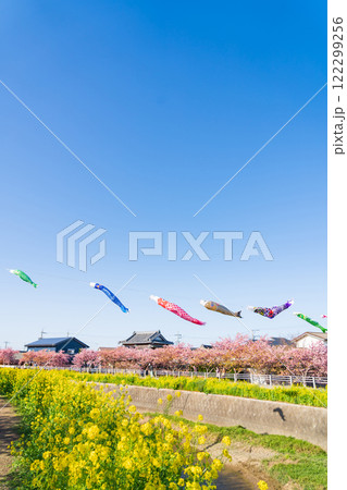春の免々田川、満開の河津桜と菜の花とこいのぼり〈愛知県田原市〉 122299256