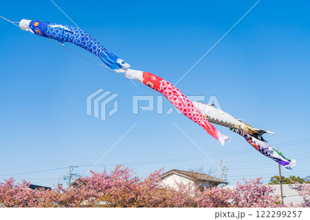 春の免々田川、満開の河津桜と菜の花とこいのぼり〈愛知県田原市〉 122299257