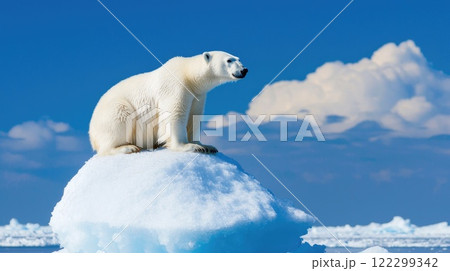 Isolated Polar Bear in the Arctic Sea 122299342