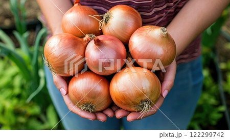 Farm to Table Onions Harvest by Woman Farm to Table Onions Harvest by Woman 122299742
