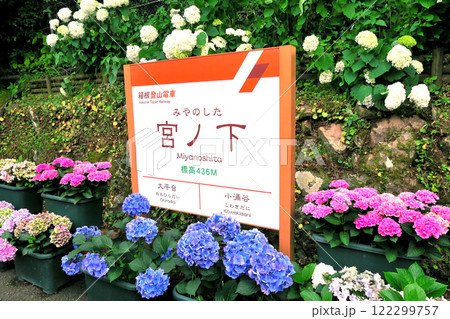 関東・箱根登山電車・初夏の風物詩、あじさい電車が停車する宮ノ下駅・神奈川県箱根町(1) 関東・箱根登山電車・初夏の風物詩、あじさい電車が停車する宮ノ下駅・神奈川県箱根町(1) 122299757