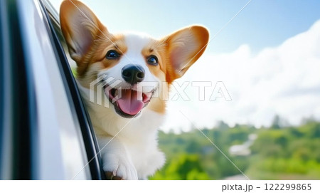 Dog with its head out car window, living the moment 122299865