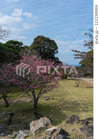 春の今帰仁城跡・沖縄県・1月のカンヒザクラ 春の今帰仁城跡・沖縄県・1月のカンヒザクラ 122299984