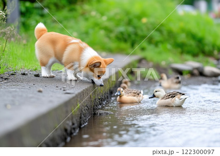 Happy Corgi and Ducks Splashing Together Happy Corgi and Ducks Splashing Together 122300097