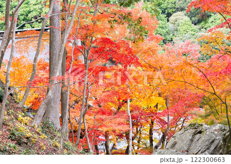 湖国百選 東近江市の瓦屋禅寺(瓦屋寺) 紅葉(秋のイメージ) 湖国百選 東近江市の瓦屋禅寺(瓦屋寺) 紅葉(秋のイメージ) 122300663