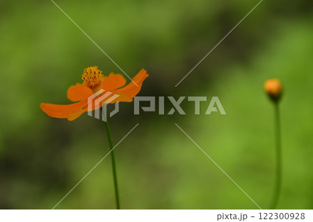 138タワーパークのキバナコスモス 138タワーパークのキバナコスモス 122300928