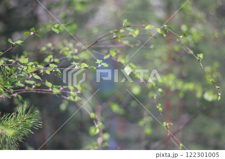 Young birch twigs and leaves on blurred background. Spring in the forest. 122301005