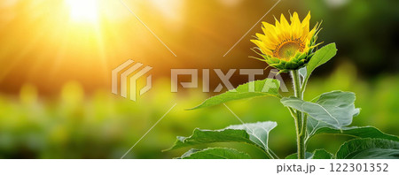 vibrant sunflower bud stands tall in spring garden, basking in warm sunlight, symbolizing growth and renewal 122301352