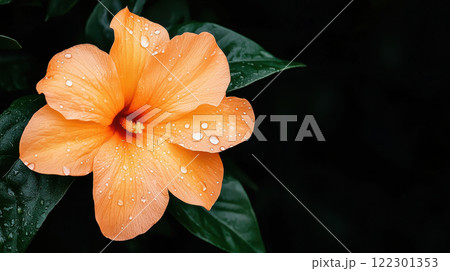 vibrant orange flower with dewdrops on its petals, surrounded by green leaves, evokes fresh spring feeling 122301353