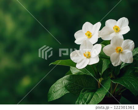 Delicate white flowers with soft petals bloom among lush green leaves, creating serene and refreshing atmosphere 122301361