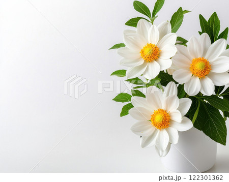 Fresh white flowers with yellow centers and green leaves in pot create serene atmosphere. Perfect for spring decor or floral arrangements 122301362