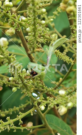 Praying Mantis Hunting and Eating Prey on Plant 122301661