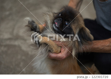 A cute Pekingese dog being held by a person's hands, sticking out its tongue playfully. The fluffy fur and expressive face of the dog create a warm and lively moment. A cute Pekingese dog being held by a person's hands, sticking out its tongue playfully. The fluffy fur and expressive face of the dog create a warm and lively moment. 122301720