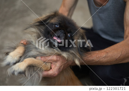 A cute Pekingese dog being held by a person's hands, sticking out its tongue playfully. The fluffy fur and expressive face of the dog create a warm and lively moment. A cute Pekingese dog being held by a person's hands, sticking out its tongue playfully. The fluffy fur and expressive face of the dog create a warm and lively moment. 122301721
