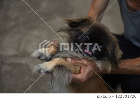 A cute Pekingese dog being held by a person's hands, sticking out its tongue playfully. The fluffy fur and expressive face of the dog create a warm and lively moment. A cute Pekingese dog being held by a person's hands, sticking out its tongue playfully. The fluffy fur and expressive face of the dog create a warm and lively moment. 122301726