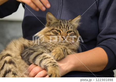 A fluffy tabby cat resting comfortably on a person's lap, radiating warmth and relaxation. 122301898