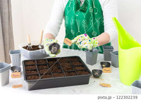 A woman gardener plants tomato and pepper seedlings in plastic forms 122302239