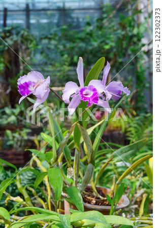 Bright purple cattleya orchid flower blooming in garden or greenhouse on green plants background Bright purple cattleya orchid flower blooming in garden or greenhouse on green plants background 122302373