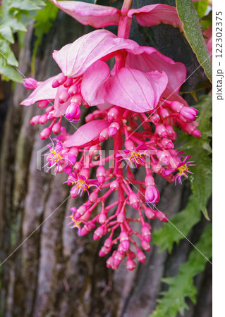 Blooming pink Medinilla magnifica, Philippine Orchid in greenhouse on green pants background Blooming pink Medinilla magnifica, Philippine Orchid in greenhouse on green pants background 122302375