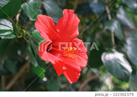 Tropical flowering Hibiscus rosa sinensis, Chinese hibiscus, China rose on green leaves background 122302379
