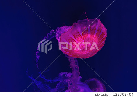 Jellifish South american sea nettle, Chrysaora plocamia swimming in aquarium with illumination Jellifish South american sea nettle, Chrysaora plocamia swimming in aquarium with illumination 122302404