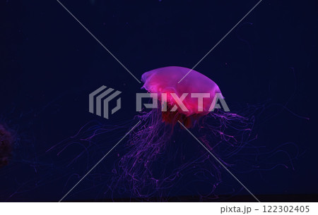 Fluorescent lion's mane jellyfish swimming underwater aquarium pool with red neon light. 122302405