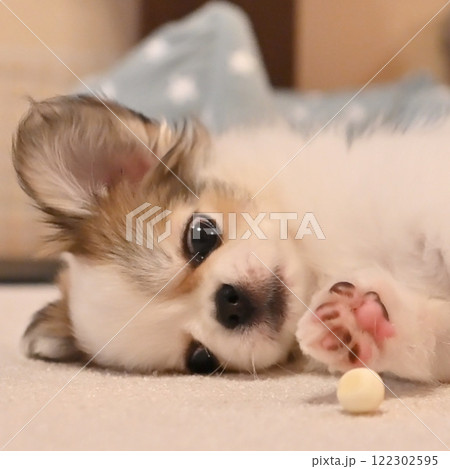 犬と肉球 犬と肉球 122302595