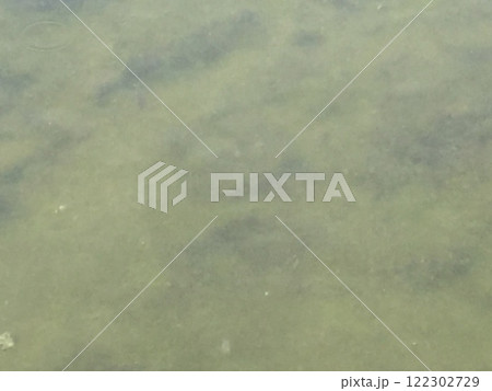 鎌倉＆江ノ島散策　2023年版 江の島の潮溜まり6 122302729