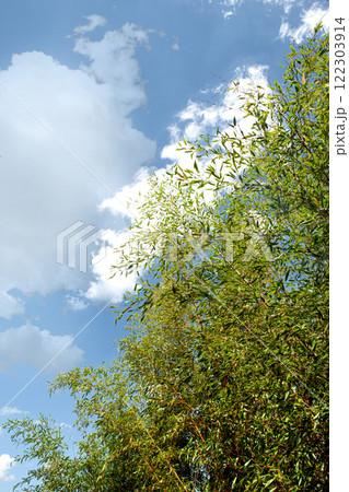 Asian garden in Summer season Asian garden in Summer season 122303914