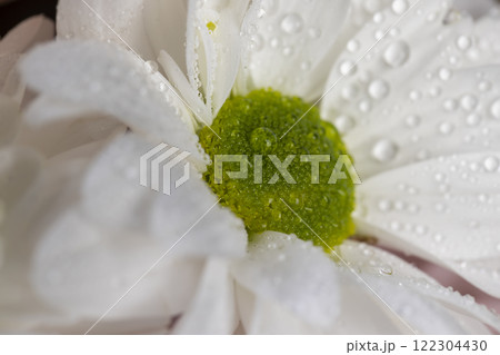 a bouquet of a large number of white flowers for a gift a bouquet of a large number of white flowers for a gift 122304430