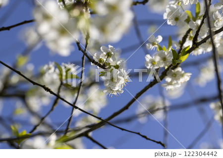 sunny weather in an orchard with cherries 122304442