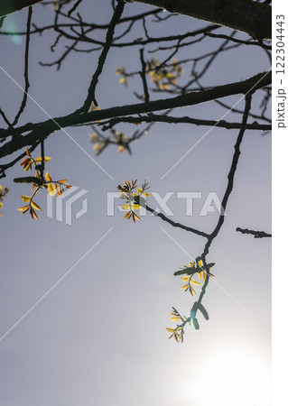 sunny weather in an orchard with walnuts 122304443