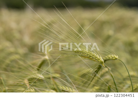 wheat field after a thunderstorm and rain 122304451