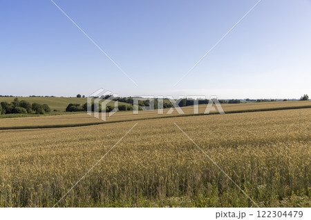 a wheat field with a new harvest of cereals at sunset 122304479