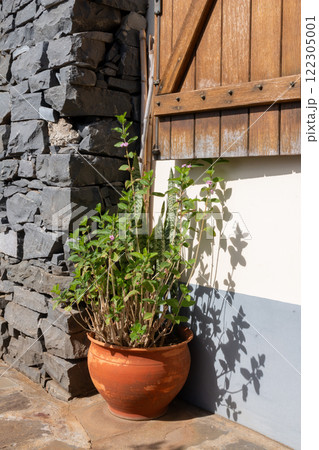 Pot with plants, Ponta do Pargo, Madeira Pot with plants, Ponta do Pargo, Madeira 122305001