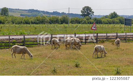 Grazing Sheep Farm 122305087
