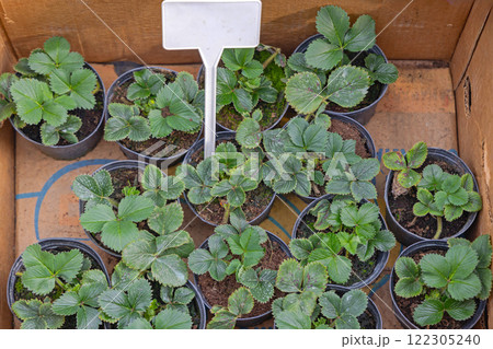 Strawberry Plants Pots Box 122305240