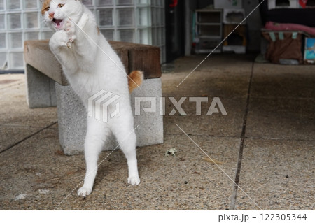 踊る可愛い猫 踊る可愛い猫 122305344