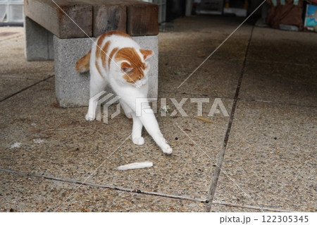 踊る可愛い猫 122305345