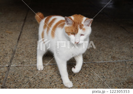 踊る可愛い猫 122305353
