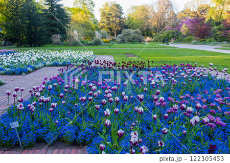 Amazing tulip fields in Botaical garden FLORA in Cologne 122305453