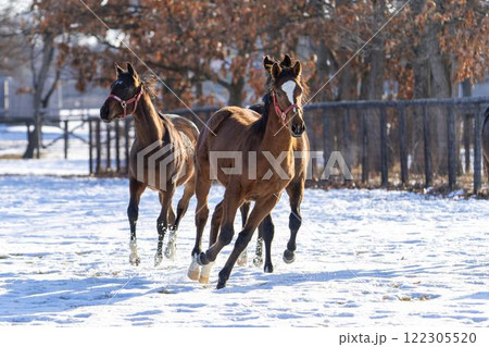 冬のサラブレッド生産牧場　1歳馬　競走馬　北海道安平町 122305520