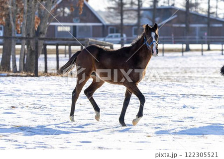 冬のサラブレッド生産牧場 1歳馬 競走馬 北海道安平町 冬のサラブレッド生産牧場 1歳馬 競走馬 北海道安平町 122305521