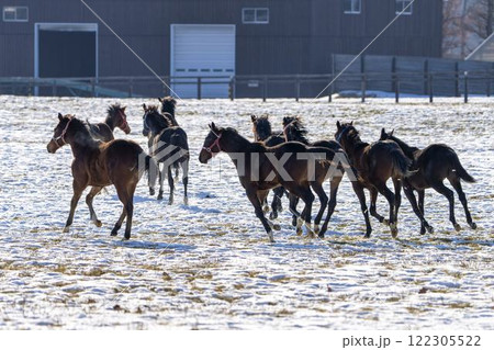 冬のサラブレッド生産牧場　1歳馬　競走馬　北海道安平町 122305522