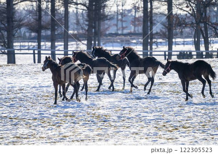 冬のサラブレッド生産牧場 1歳馬 競走馬 北海道安平町 冬のサラブレッド生産牧場 1歳馬 競走馬 北海道安平町 122305523